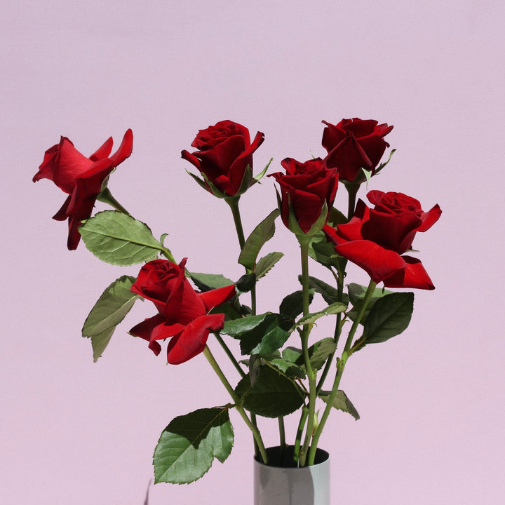 Roses in a Vase // Half Dozen