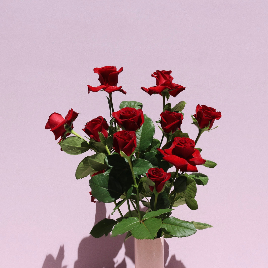 Roses in a Vase // Full Dozen